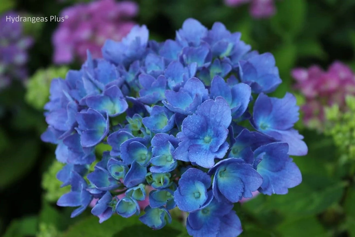 Hortensia espectacular: el truco del Diente de león para una floración explosiva - image 1