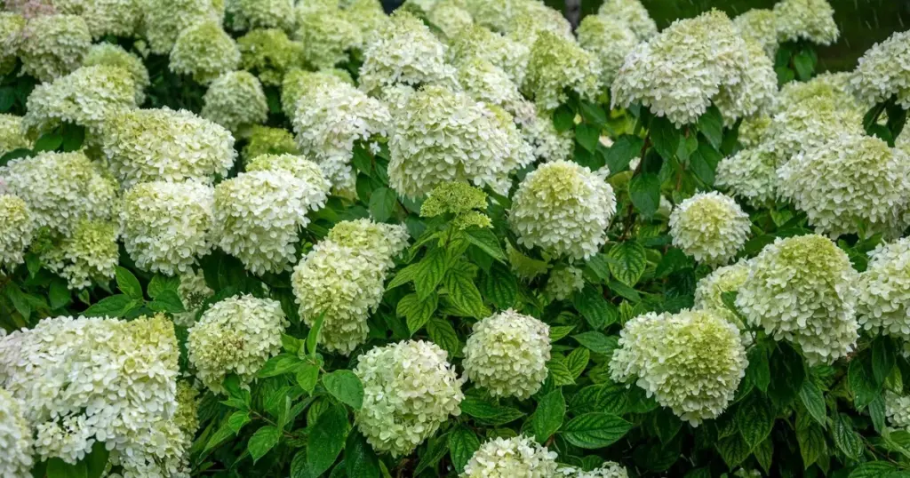 Hortensia explosiva en mayo: el fertilizante natural de 2 ingredientes para flores gigantes