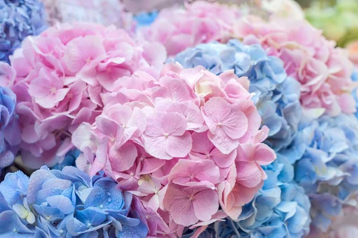 Hortensia explosiva en mayo: el fertilizante natural de 2 ingredientes para flores gigantes - image 1