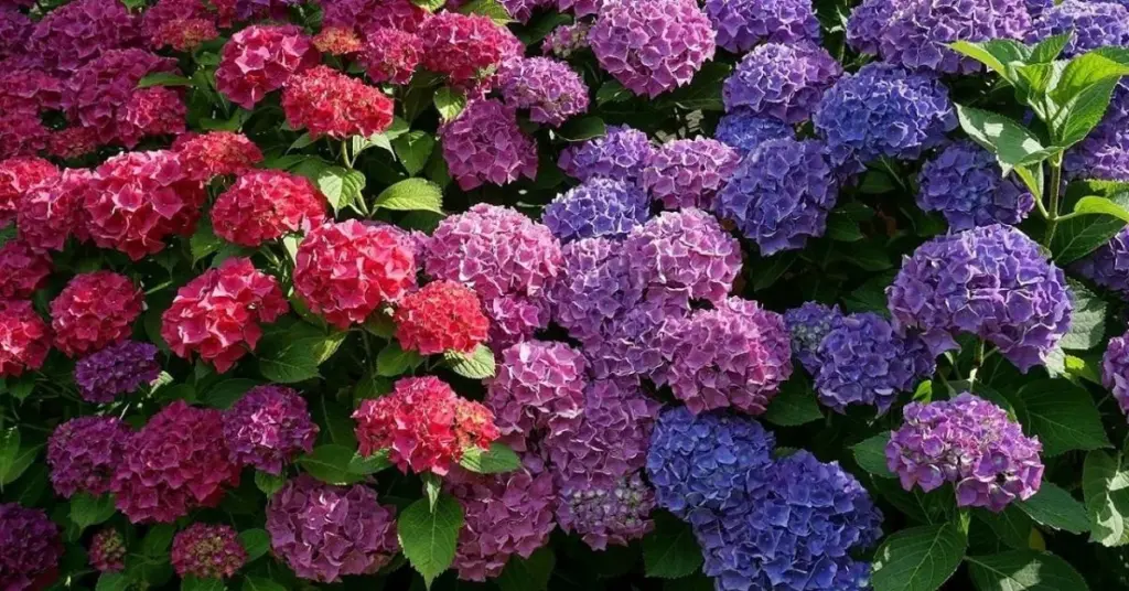 Hortensia sin flores: el error de Poda que arruina tu jardín este año