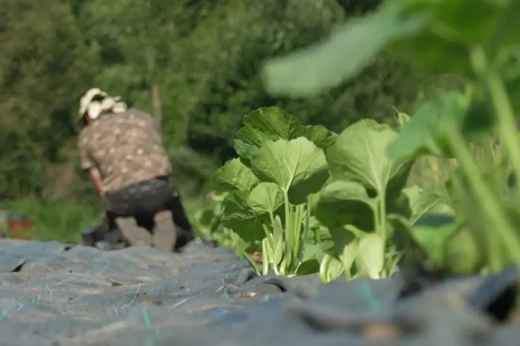 Horticultura ante el calor: el truco de la lana para ahorrar Irrigación