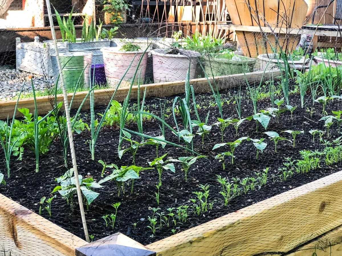 Huerto familiar este verano: el método de la vasija que salva tus plantas - image 1
