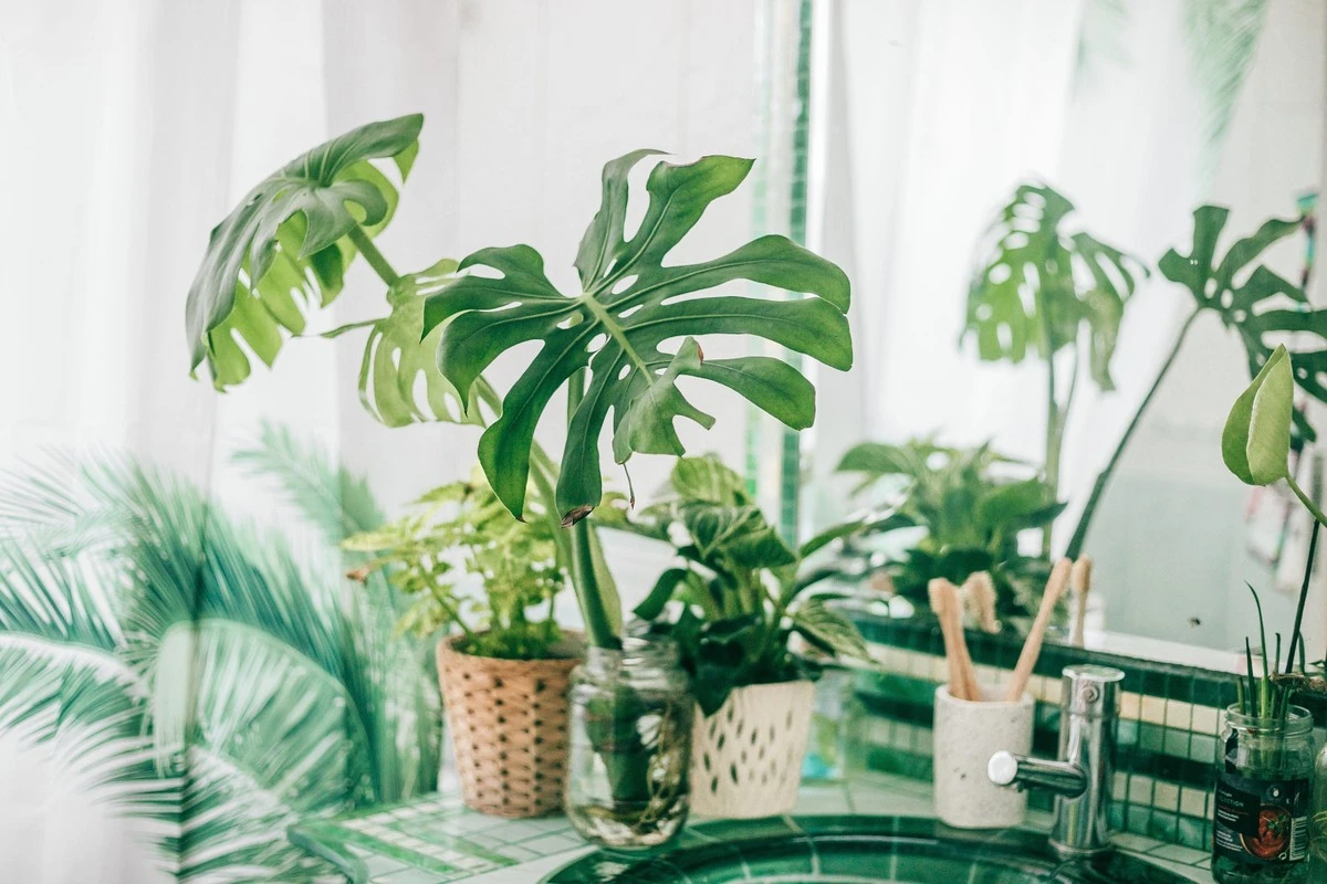 Humedad y moho: pon una Monstera o Lirio de la paz para aire puro - image 1