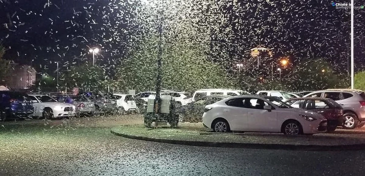 Invasión de Chapulines en Ciudad Juárez: el truco para proteger tu casa - image 1