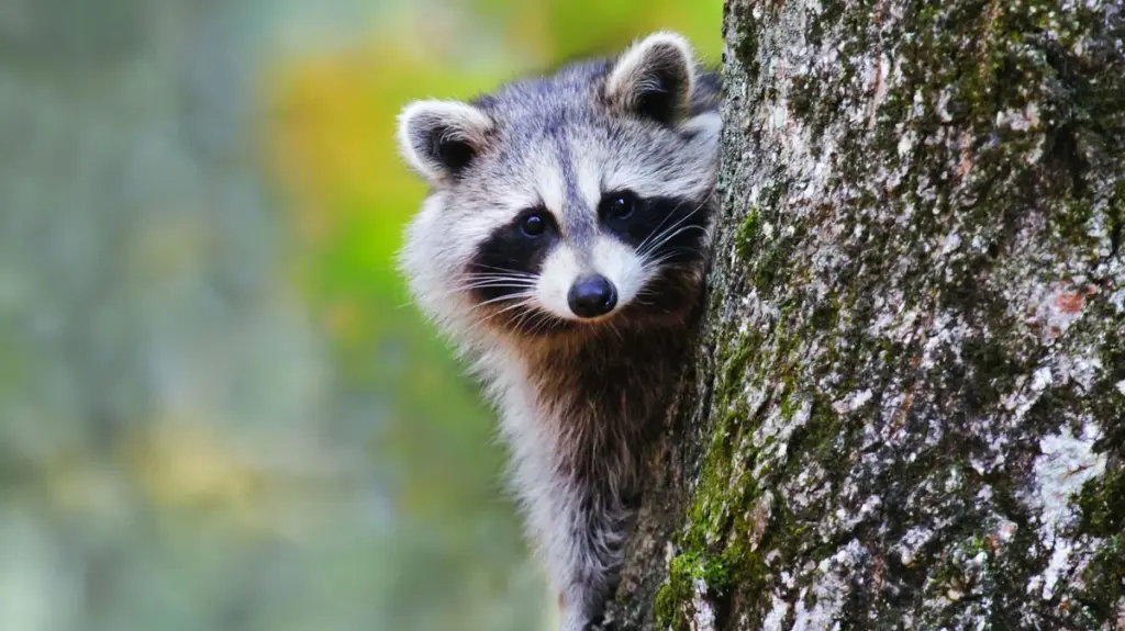 Invasión de Procyon lotor: el truco de Stéphan Poncelet para frenarlos en casa