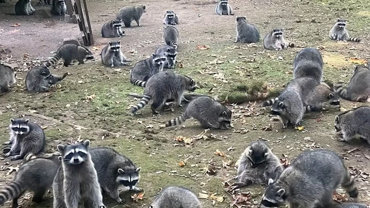 Invasión de Procyon lotor: el truco de Stéphan Poncelet para frenarlos en casa - image 1