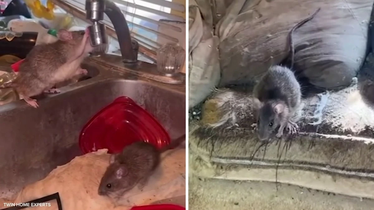 Invasión de ratas en Idaho: el truco para proteger tu casa antes de 2026 - image 1