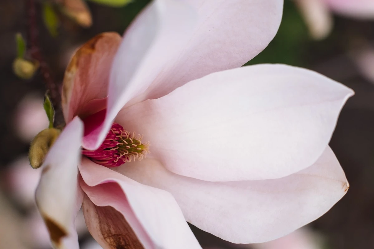 Jardín Botánico de la Universidad de Lund: el truco de Sofie Olofsson para salvar tus plantas - image 1