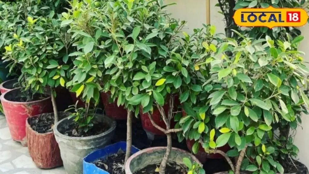 Jardín de cocina este verano: las 5 plantas que no mueren a 45 grados