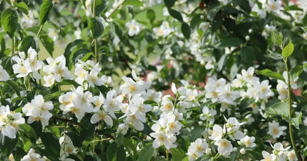 Jardinería contra el calor: 7 plantas trepadoras que enfrían tu casa 5°C