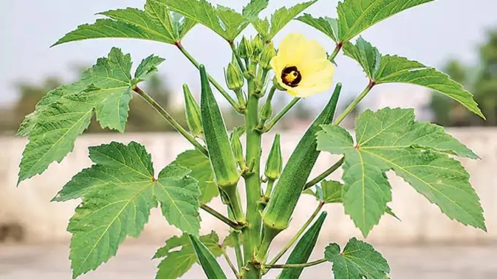 Jardinería en terrazas: el truco de la Okra para enfriar tu hogar 5 grados