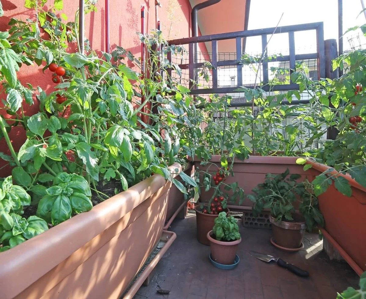 Jardinería en terrazas: el truco de la Okra para enfriar tu hogar 5 grados - image 1