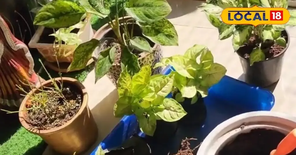 Jardinería en verano: el truco para que tus plantas no mueran por el calor