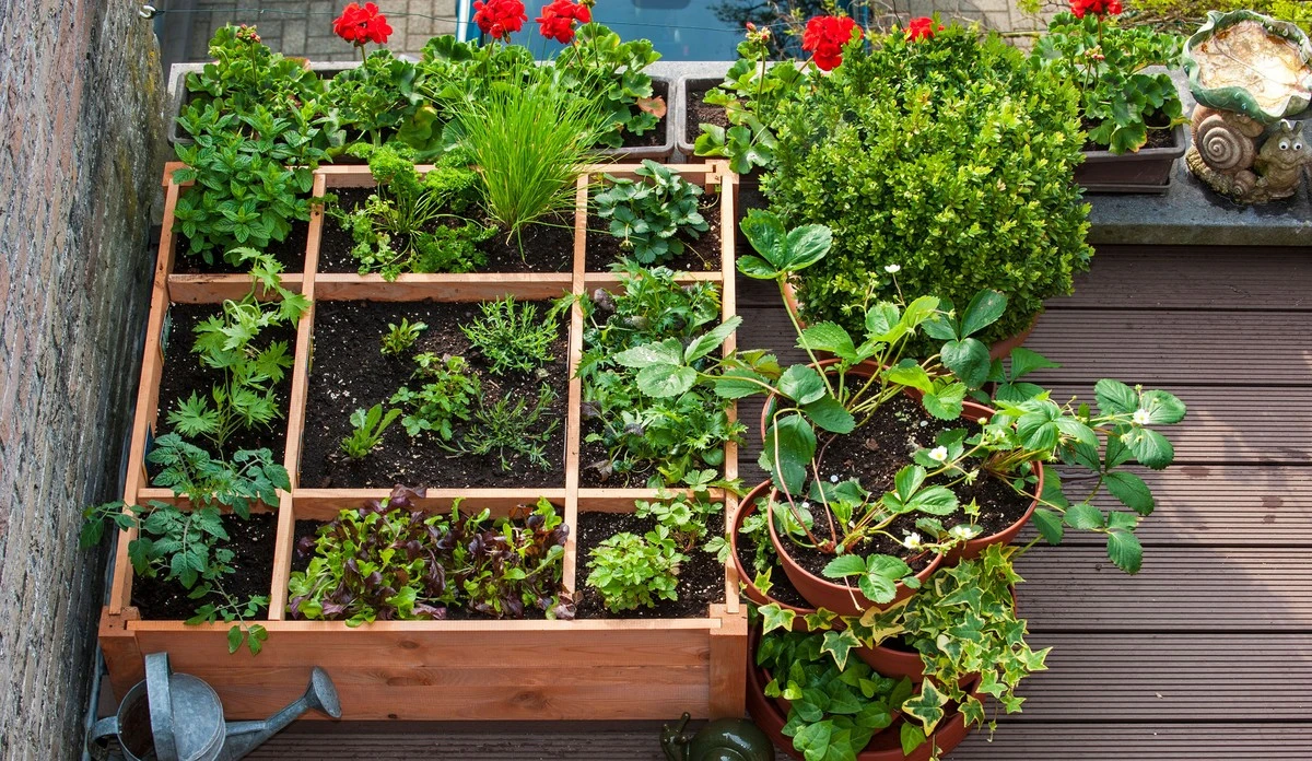 Jardinería en verano: el truco para que tus plantas no mueran por el calor - image 1