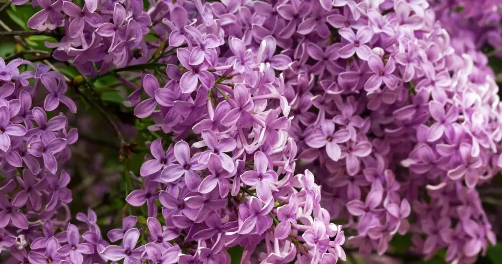 Jardín impecable: el truco para que tu Lila y Lila de Meyer florezcan siempre