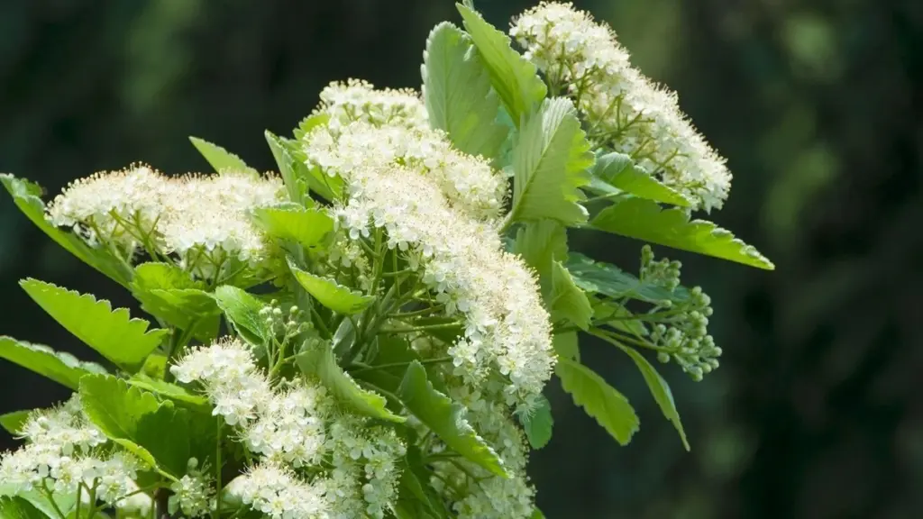 Jardín resistente al calor: combina Serbal de los cazadores y Arraclán