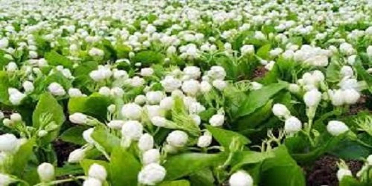 Jazmín (Jasminum) sin flores: el truco del Potasio para una explosión blanca - image 1