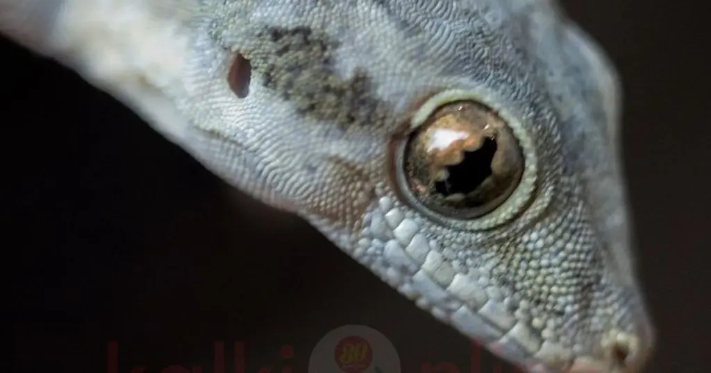 Lagartija (Hemicordylus) en la cocina: el riesgo real de Salmonella en tu comida