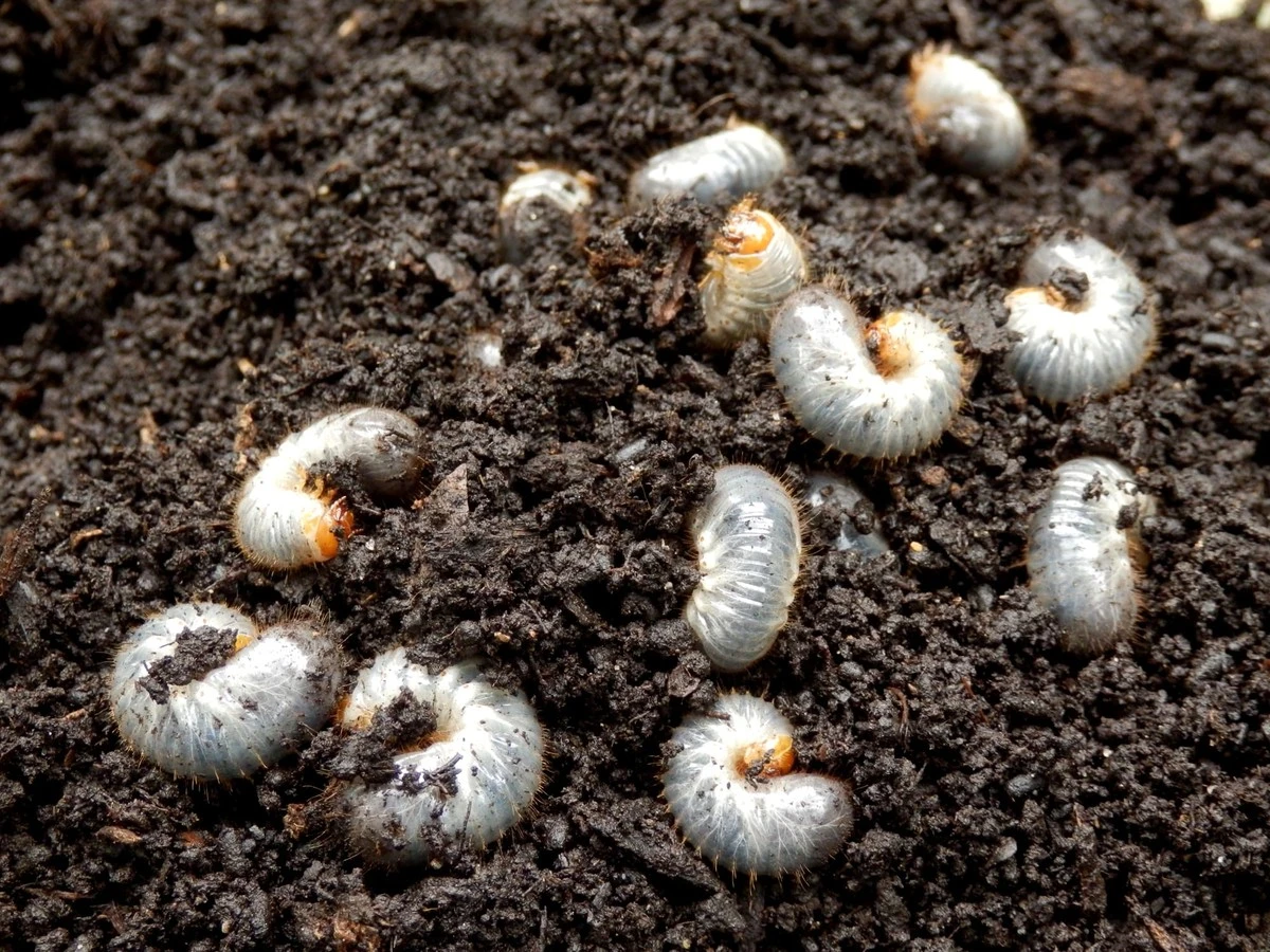 Larva de escarabajo en tu jardín: el truco de la cocina que las elimina - image 1