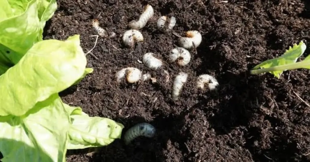 Larvas de escarabajo (Engerlinge): el truco del café para salvar tus raíces