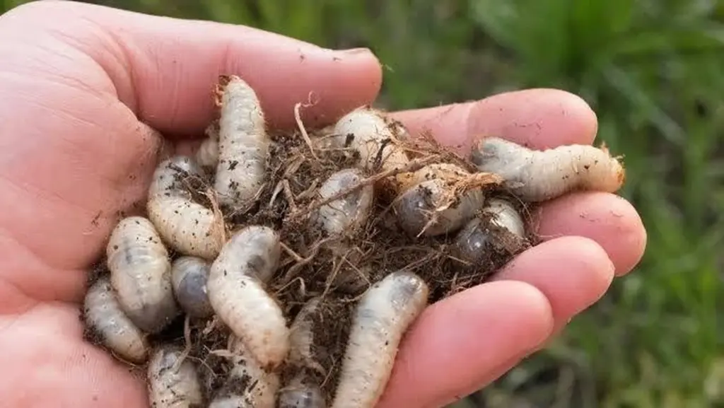 Larvas de escarabajo: elimínalas con Nematodos entomopatógenos en 48 horas