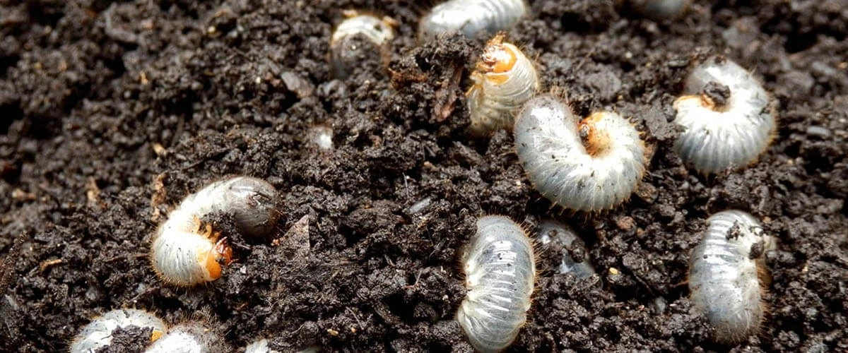 Larvas de escarabajo: elimínalas con Nematodos entomopatógenos en 48 horas - image 1