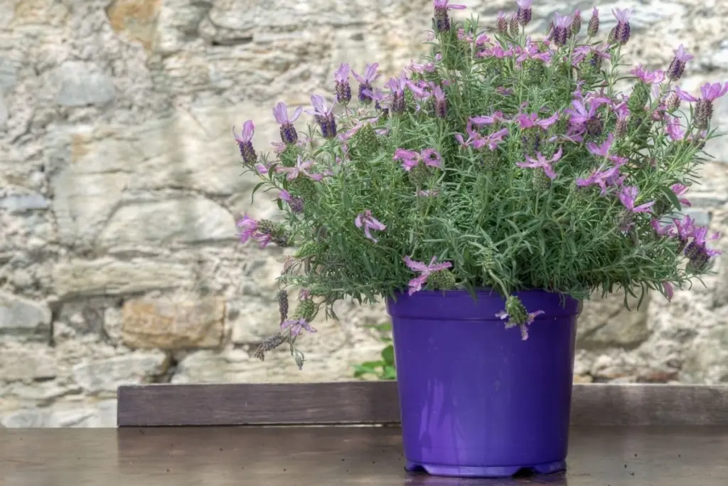 Lavanda marchita en maceta: el error de riego que el 80% comete