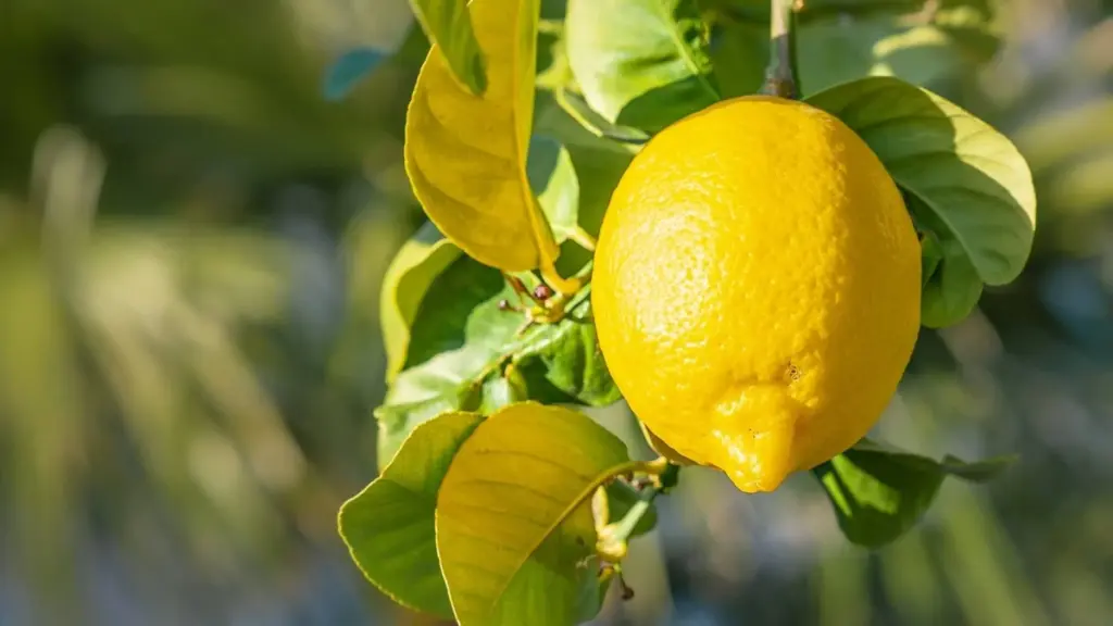 Limonero con muchos frutos: 4 tareas clave en Mayo para una cosecha récord