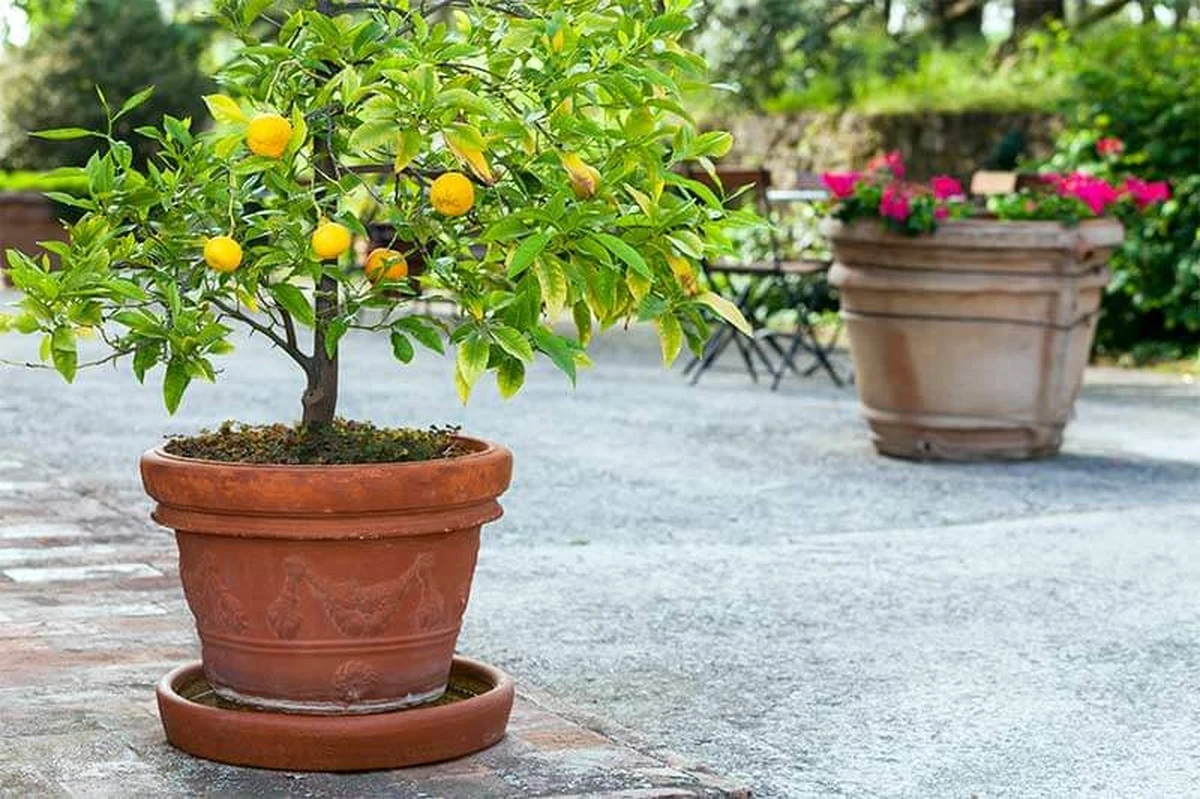 Limonero con muchos frutos: 4 tareas clave en Mayo para una cosecha récord - image 1