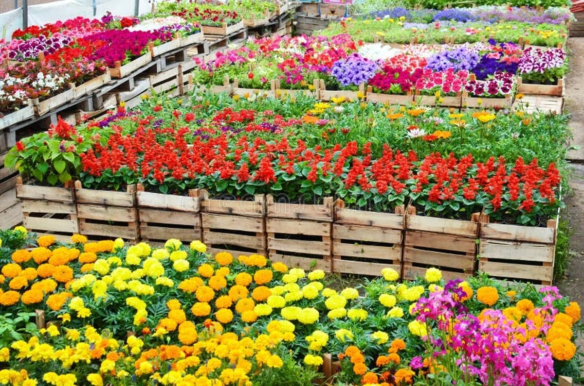 Liquidación en Planttae: no compro más plantas sin aprovechar este remate en Concepción - image 1
