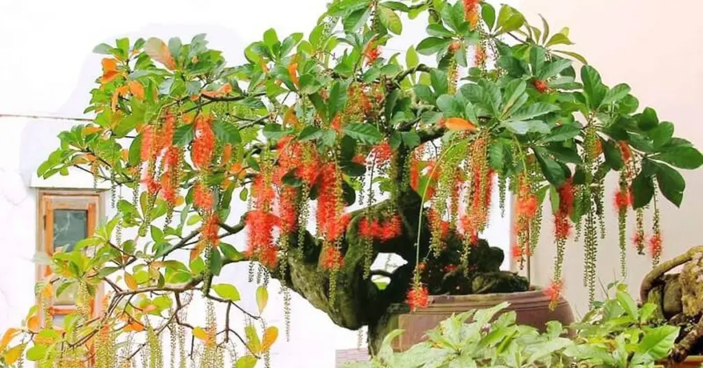 Lộc vừng y Buganvilla: el secreto para un jardín de lujo con poca agua
