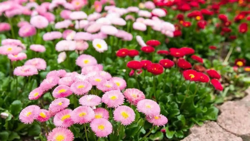 Margarita común (Bellis perennis): el secreto de Europa para un jardín de revista