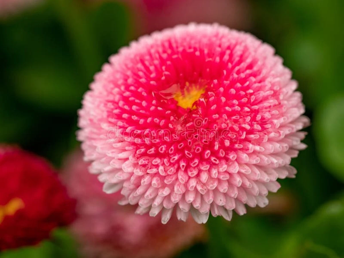 Margarita común (Bellis perennis): el secreto de Europa para un jardín de revista - image 1