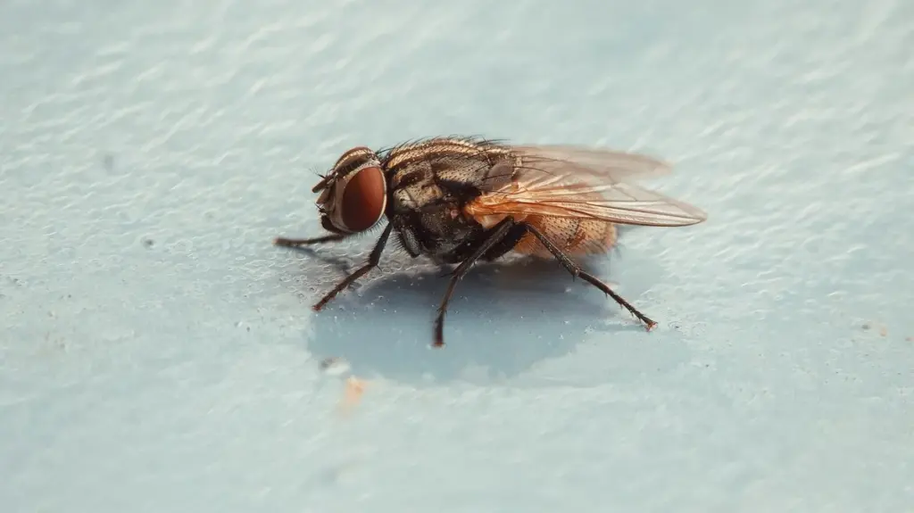 Moscas (Musca domestica): el truco de la bolsa que desafió a MythBusters