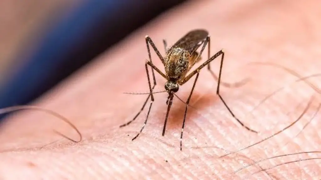 Mosquitos en casa: el truco de los 20 minutos y el repelente de mosquitos ideal