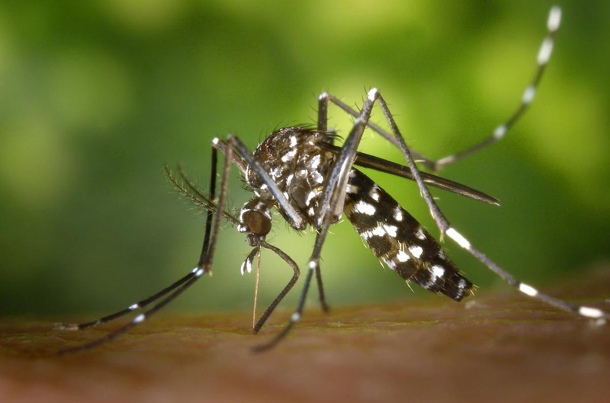 Mosquitos en casa: el truco de los 20 minutos y el repelente de mosquitos ideal - image 1