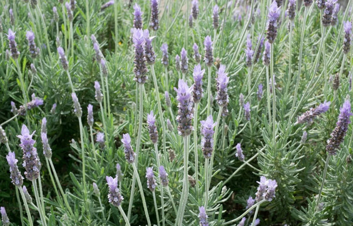 Mosquitos en casa: el truco de las plantas aromáticas para alejarlos sin químicos - image 1