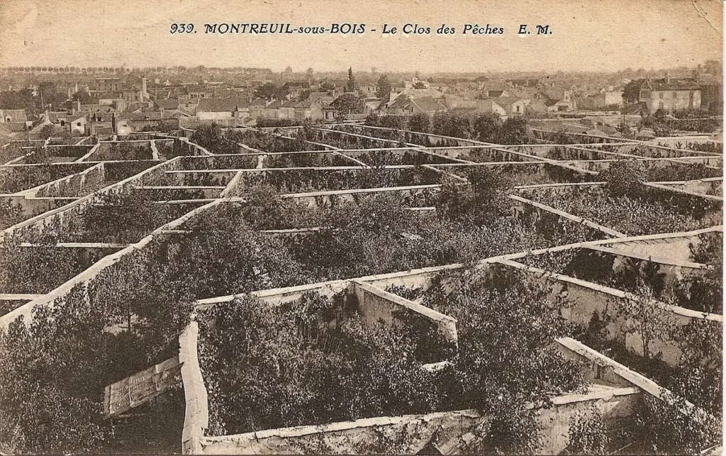 Murs à pêches en Montreuil: el truco térmico para cultivar sin calefacción