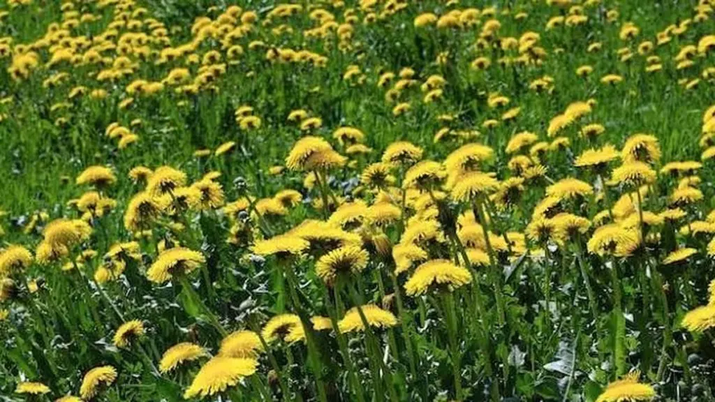 No cortes el césped en mayo: el secreto del No Mow May y Défi Pissenlits para salvar tu jardín del calor