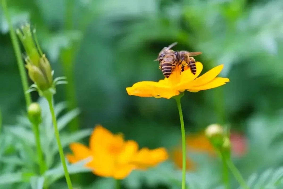 No cortes el césped en mayo: el secreto del No Mow May y Défi Pissenlits para salvar tu jardín del calor - image 1