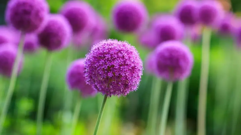 No cortes tus Allium en mayo: el truco de Loren Taylor para flores gigantes