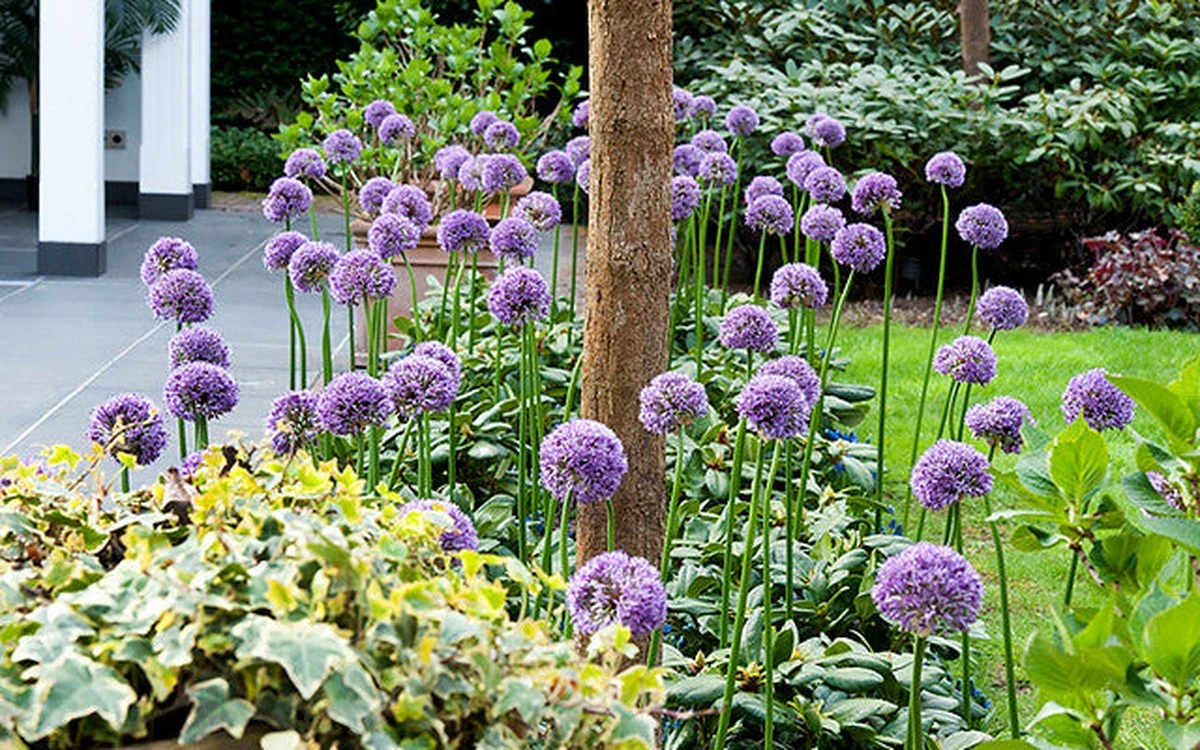 No cortes tus Allium en mayo: el truco de Loren Taylor para flores gigantes - image 1