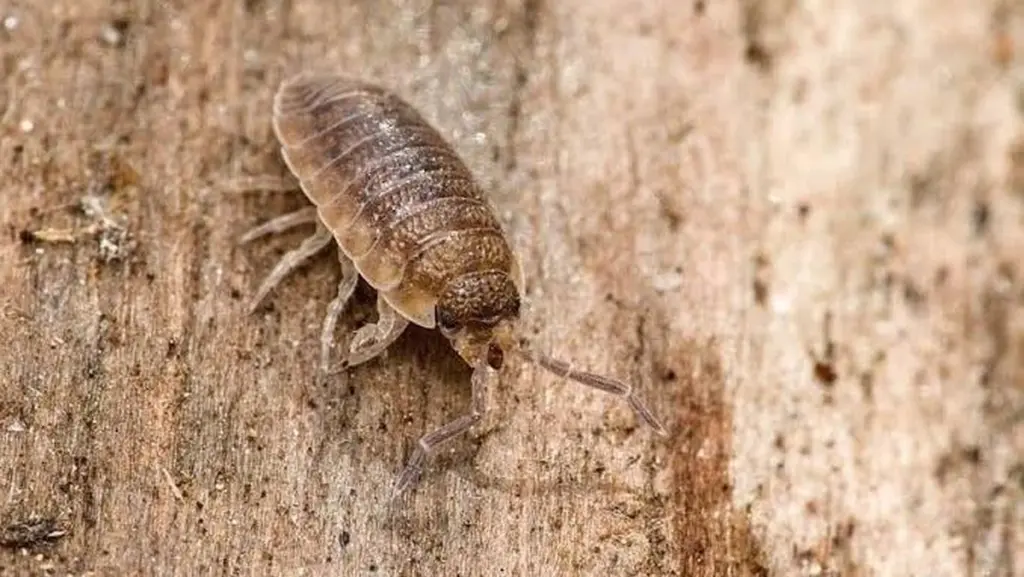 No pises la Cochinilla (Oniscidea): el secreto de Rikare trädgård para un suelo fértil