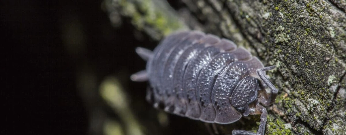 No pises la Cochinilla (Oniscidea): el secreto de Rikare trädgård para un suelo fértil - image 1