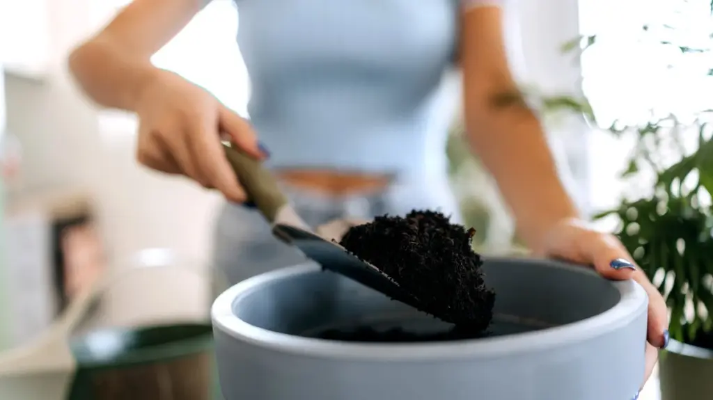 No tires el suelo para macetas usado: el truco para plantas en macetas