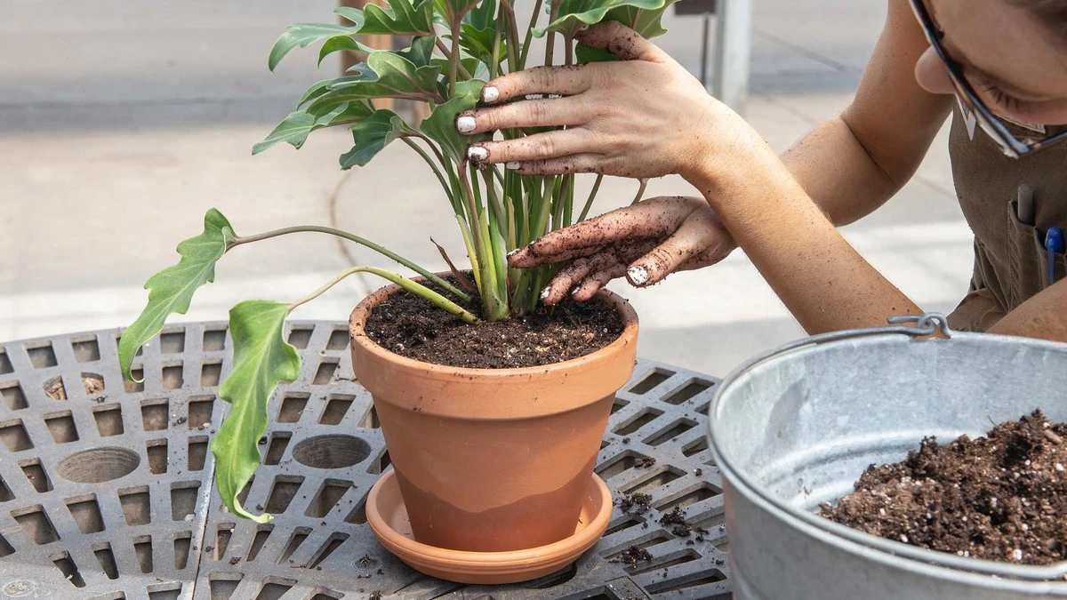 No tires el suelo para macetas usado: el truco para plantas en macetas - image 1