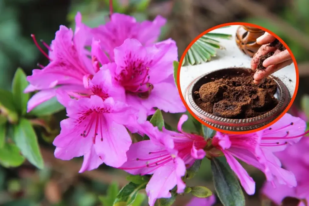 No tires los posos de café: el fertilizante casero para plantas radiantes