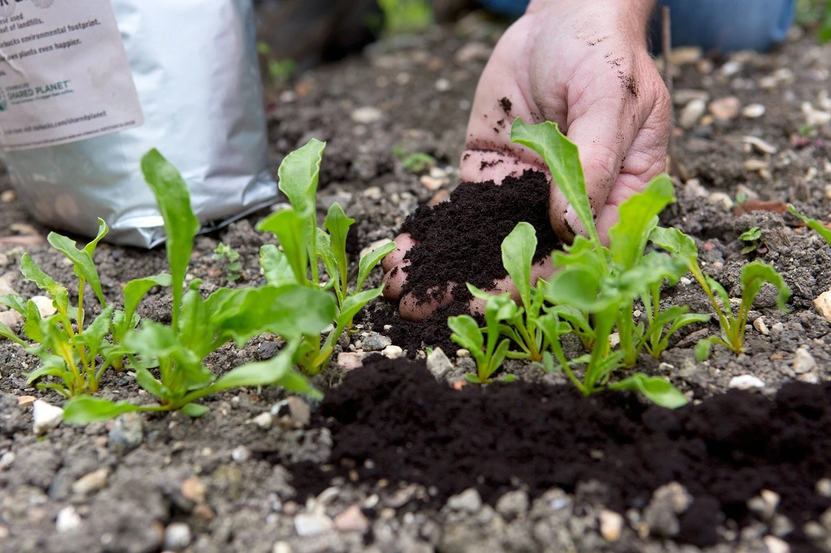 No tires los posos de café: el fertilizante casero para plantas radiantes - image 1