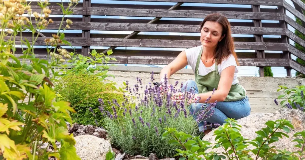 No tires los restos de Poda: el truco de la Lavanda para plantas gratis