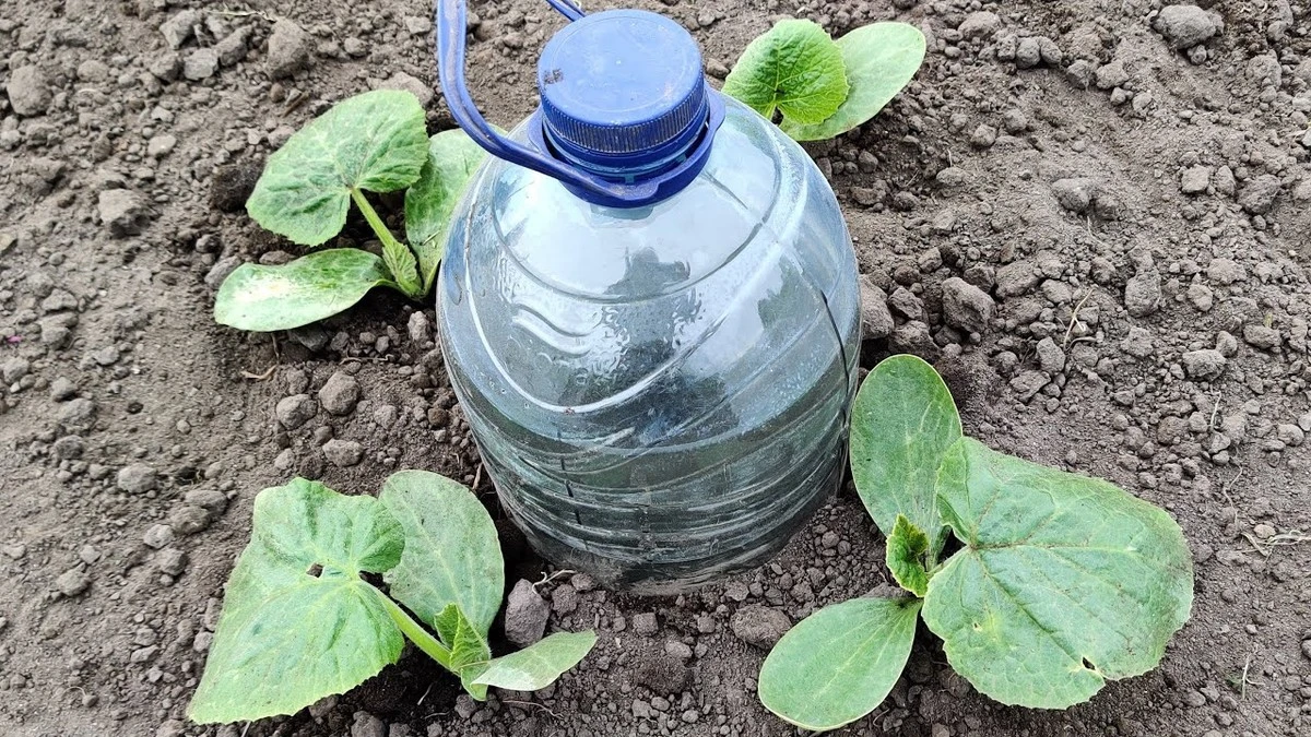 No tires tus botellas de plástico: el truco para ahorrar 80% de agua en tu huerto - image 1